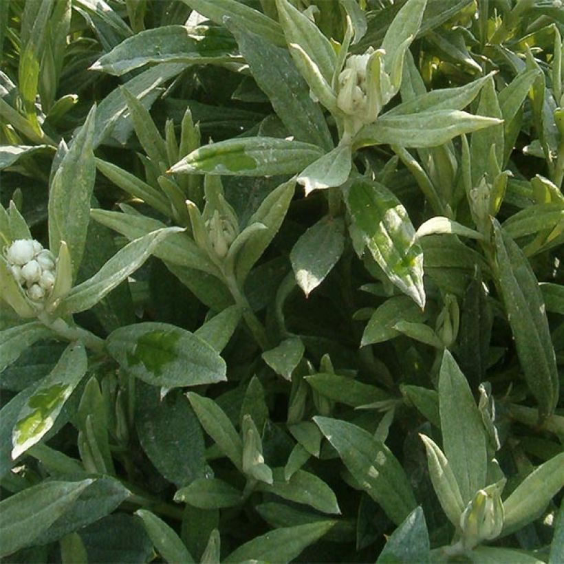 Anaphalis triplinervis Sommerschnee (Foliage)