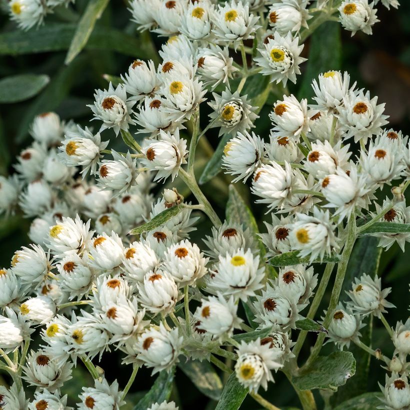 Anaphalis triplinervis Sommerschnee (Flowering)