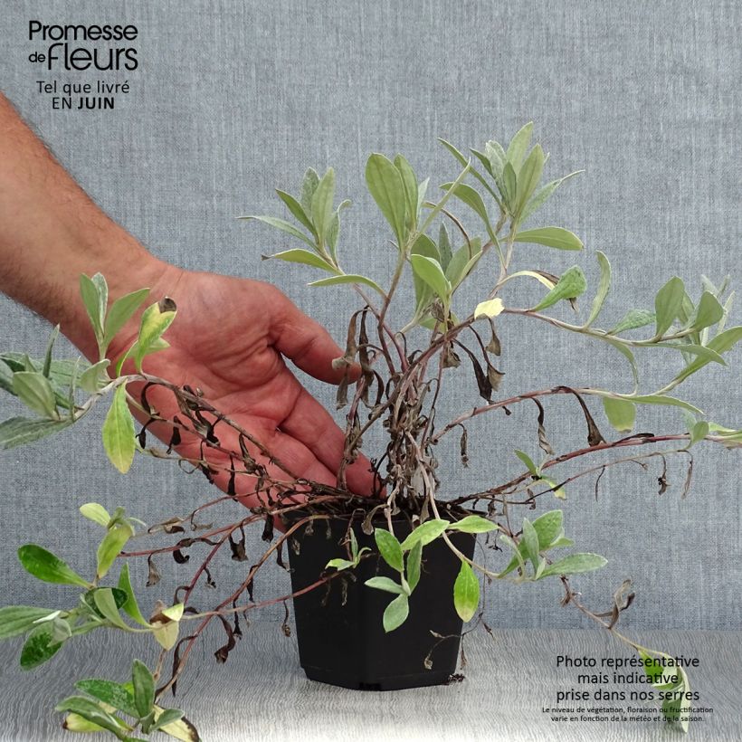 Anaphalis triplinervis Sommerschnee 8/9 cm pot sample as delivered in summer