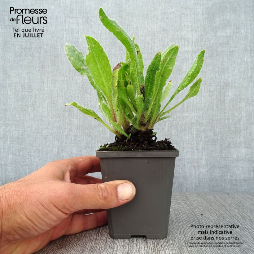 Anchusa azurea Dropmore 8/9 cm pot sample as delivered in summer