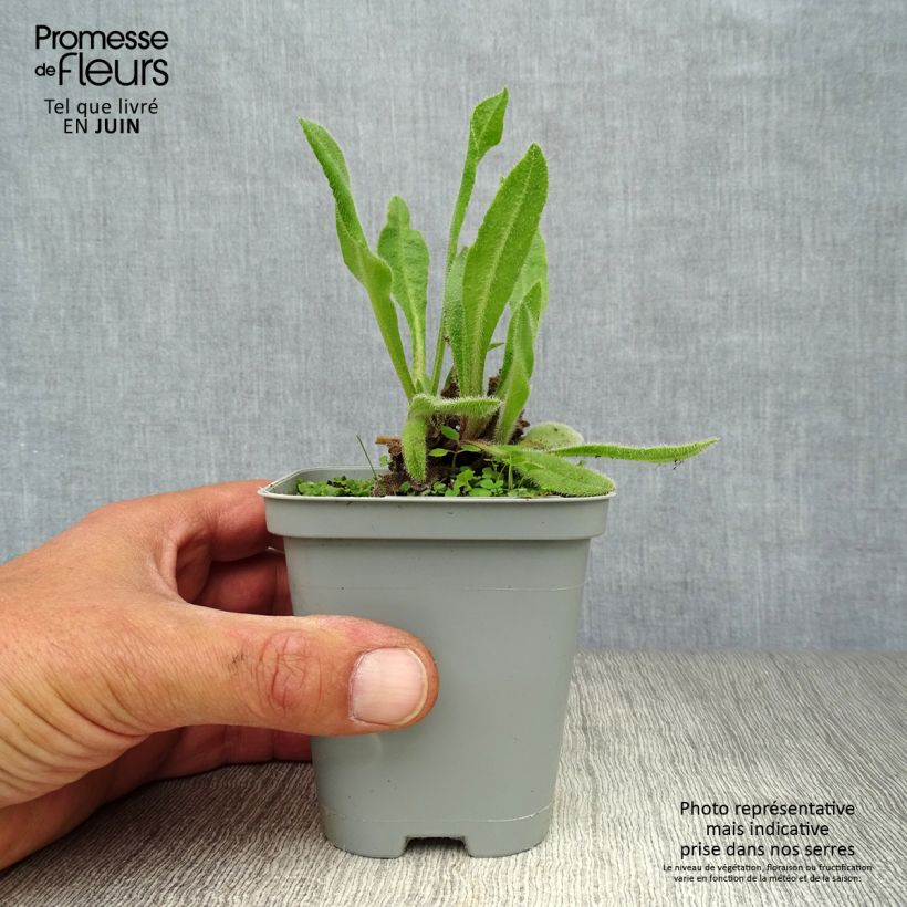 Anchusa azurea Loddon Royalist 8/9 cm pot sample as delivered in summer