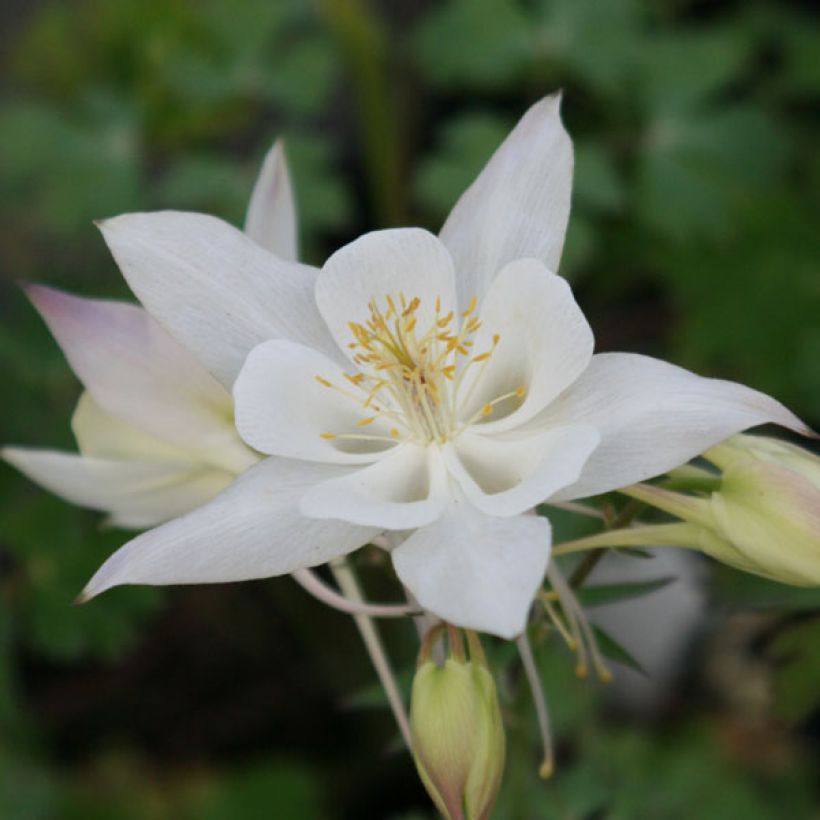 Aquilegia Snow Queen - Columbine (Flowering)