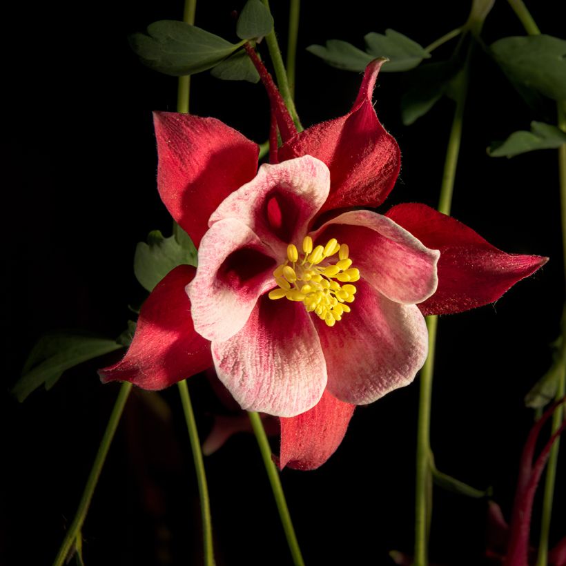 Aquilegia Songbird Series Cardinal - Columbine (Flowering)