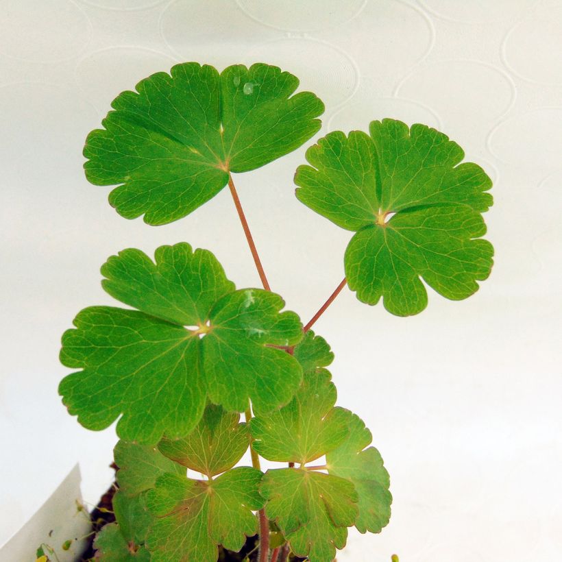 Aquilegia atrata - Columbine (Foliage)