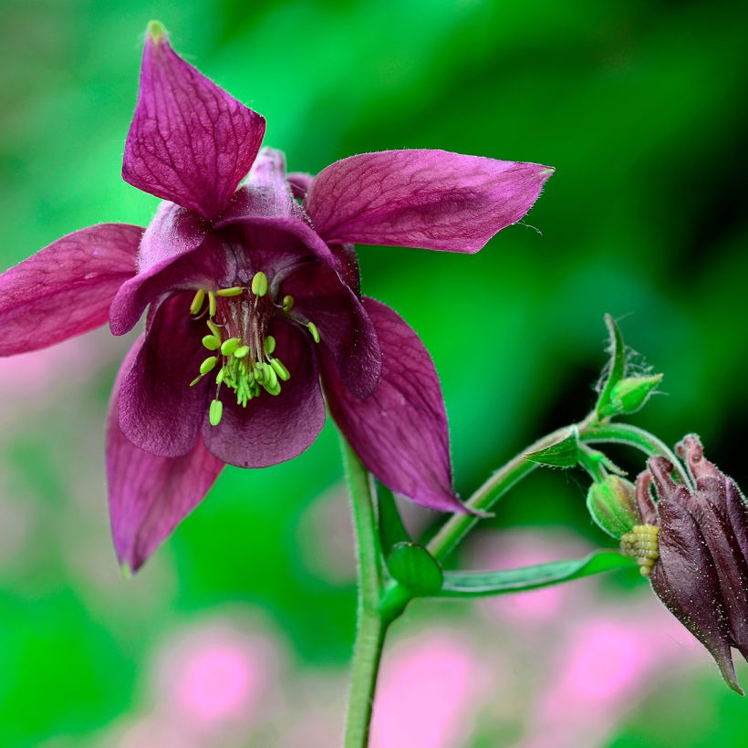 Aquilegia atrata - Columbine (Flowering)