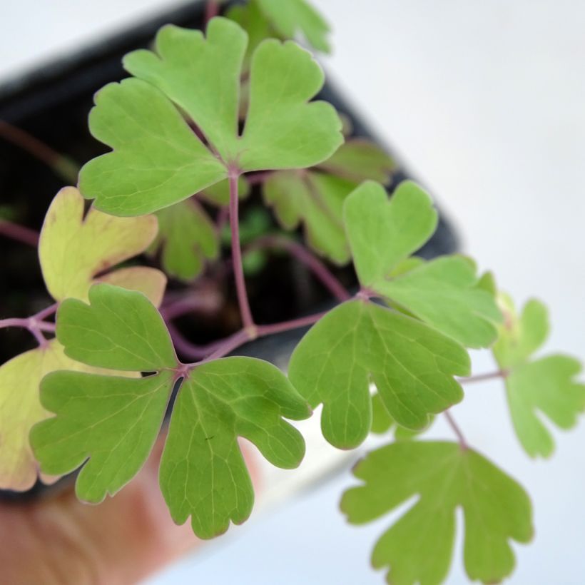 Aquilegia caerulea Kristall - Columbine (Foliage)