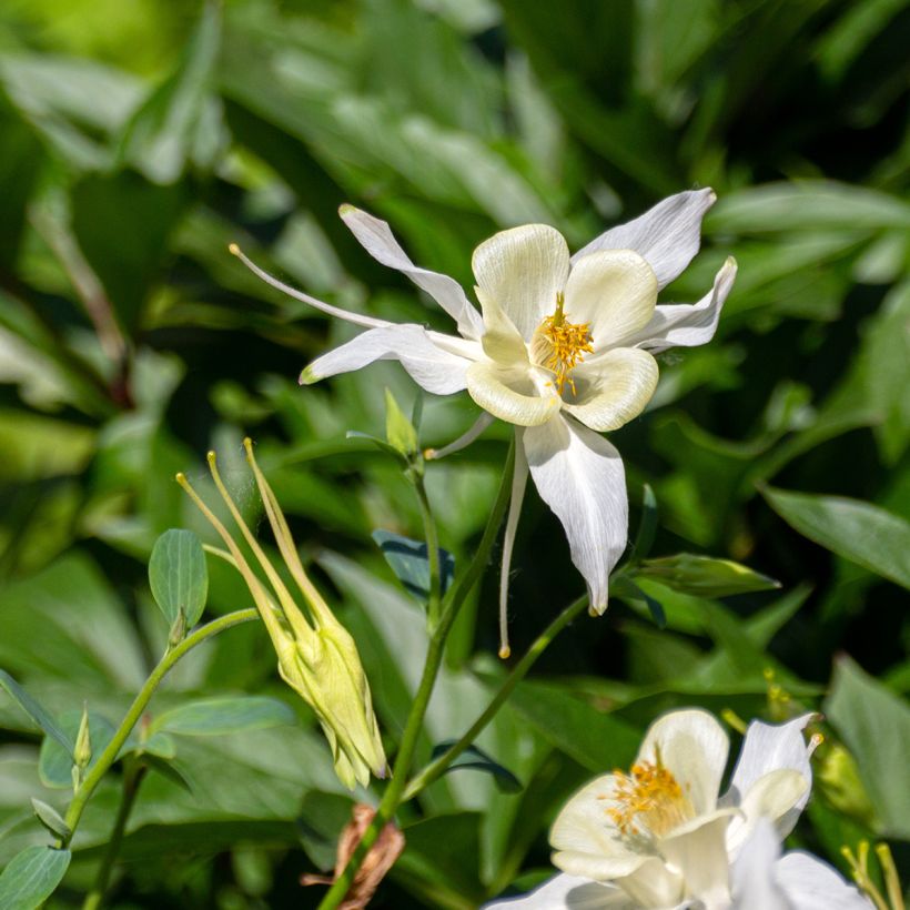Aquilegia fragrans - Columbine (Flowering)