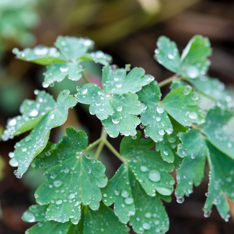 Aquilegia longissima - Columbine (Foliage)