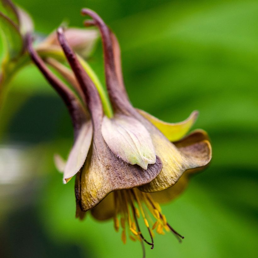 Aquilegia viridiflora - Columbine (Flowering)
