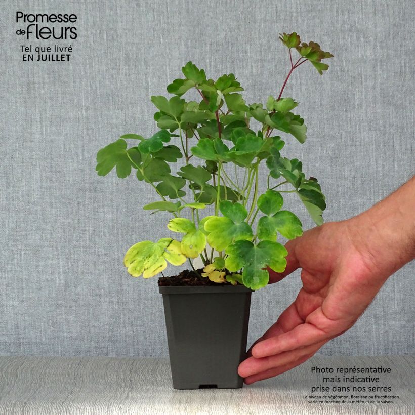 Aquilegia vulgaris - Columbine 8/9 cm pot sample as delivered in summer