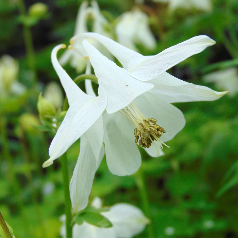 Aquilegia vulgaris Munstead White - Columbine (Flowering)