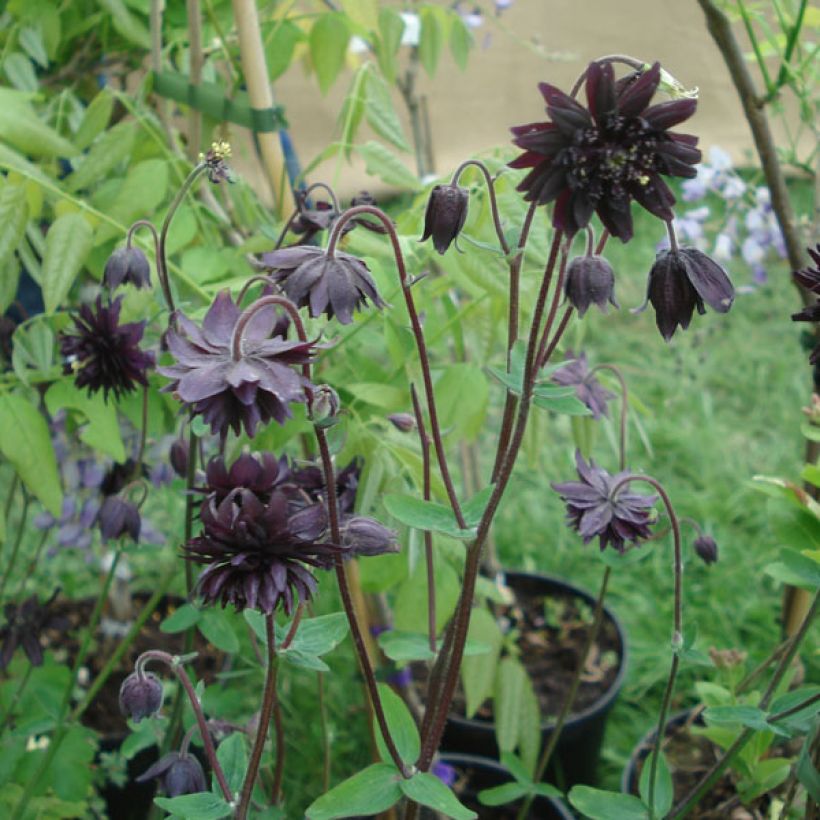 Aquilegia vulgaris var. stellata Black Barlow - Columbine (Plant habit)