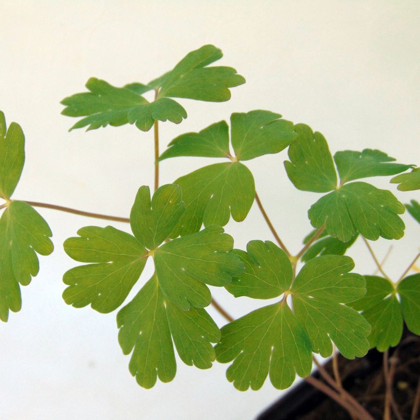 Aquilegia Blue Star - Columbine (Foliage)