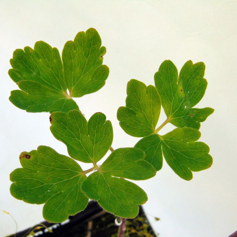 Aquilegia vulgaris Clementine Blue - Columbine (Foliage)