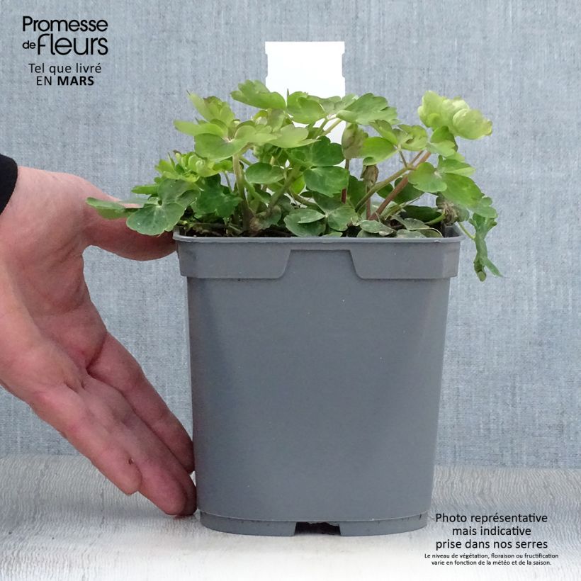 Aquilegia vulgaris Clementine Blue - Columbine 2L/3L pot sample as delivered in spring
