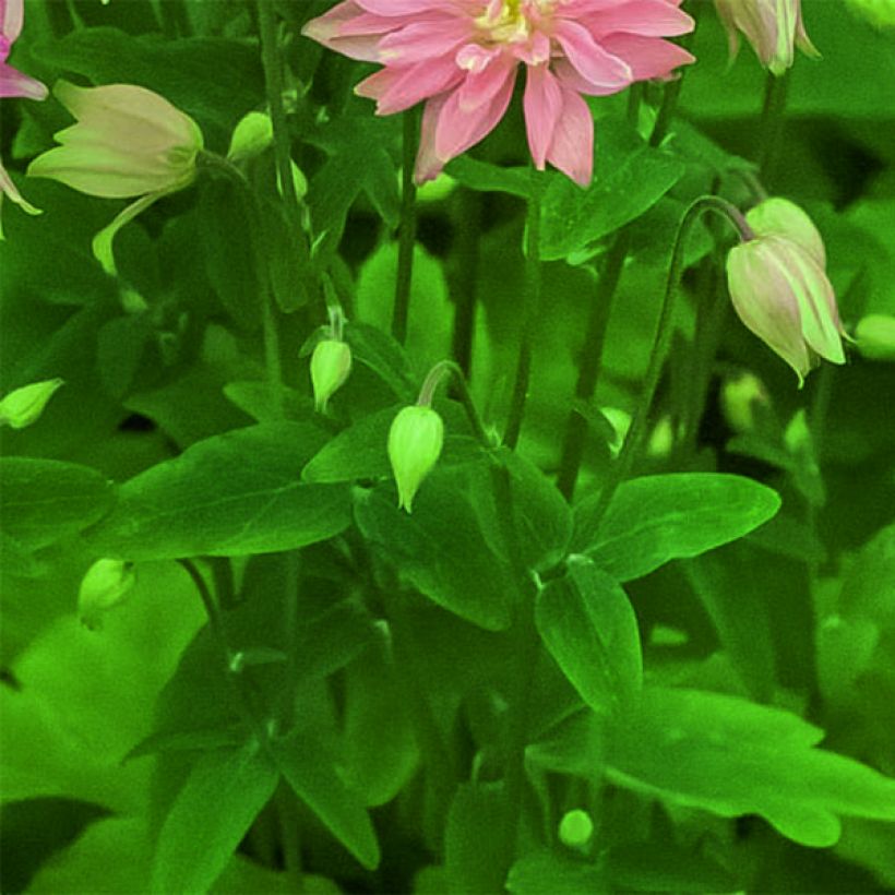 Aquilegia vulgaris Clementine Salmon Rose - Columbine (Foliage)