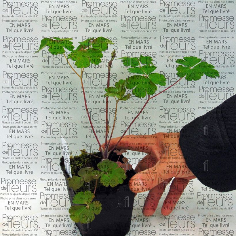 Example of Aquilegia vulgaris Clementine Salmon Rose - Columbine 8/9 cm pot specimen as delivered