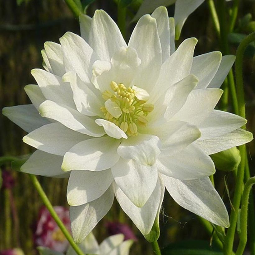 Aquilegia vulgaris Clementine White - Columbine (Flowering)