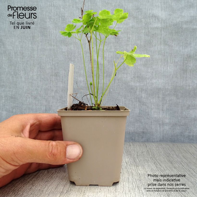 Aquilegia vulgaris Clementine White - Columbine 8/9 cm pot sample as delivered in summer