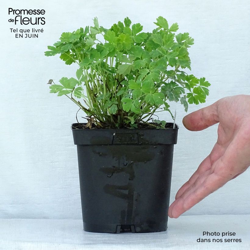 Aquilegia Crimson Star - Columbine 2L/3L pot sample as delivered in summer