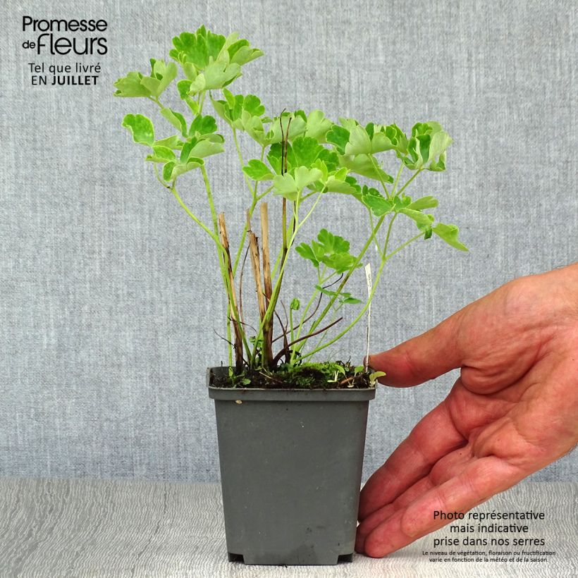 Aquilegia vulgaris Green Apples - Columbine 8/9 cm pot sample as delivered in summer