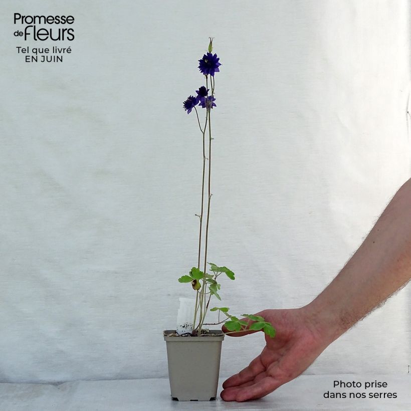 Aquilegia vulgaris Blue Barlow - Columbine 8/9 cm pot sample as delivered in summer