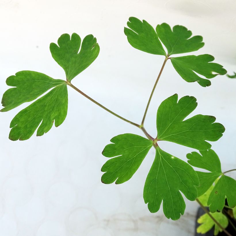 Aquilegia Music Pink and White - Columbine (Foliage)