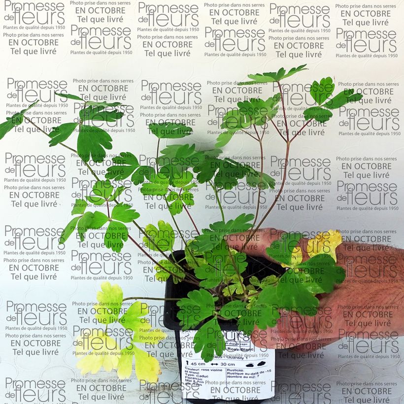 Example of Aquilegia Music Pink and White - Columbine 7/8 cm pot specimen as delivered