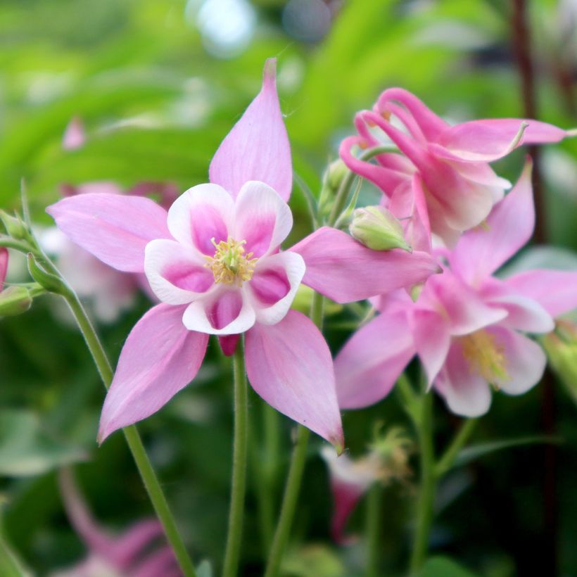 Aquilegia Music Pink and White - Columbine (Flowering)