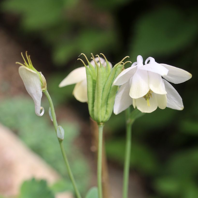 Aquilegia flabellata var. pumila f. alba - Columbine (Flowering)
