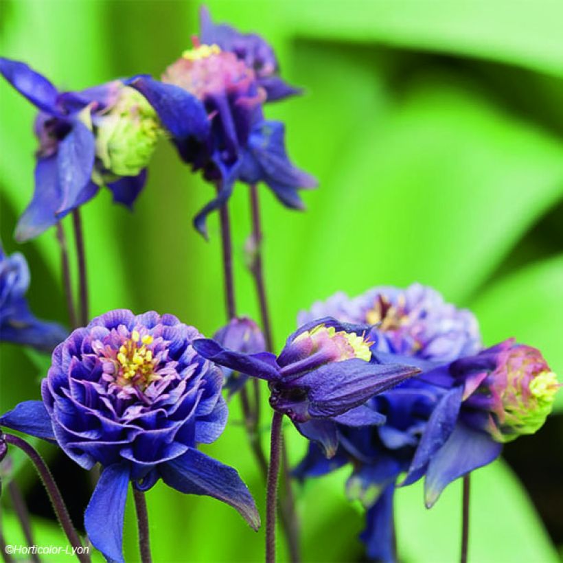Aquilegia vulgaris Winky Double Dark-Blue-White - Columbine (Flowering)