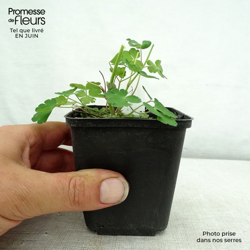 Aquilegia vulgaris Winky Double Dark-Blue-White - Columbine 8/9 cm pot sample as delivered in summer