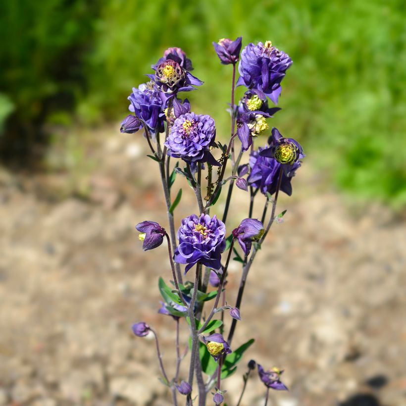 Aquilegia vulgaris Winky Double Dark-Blue-White - Columbine (Plant habit)