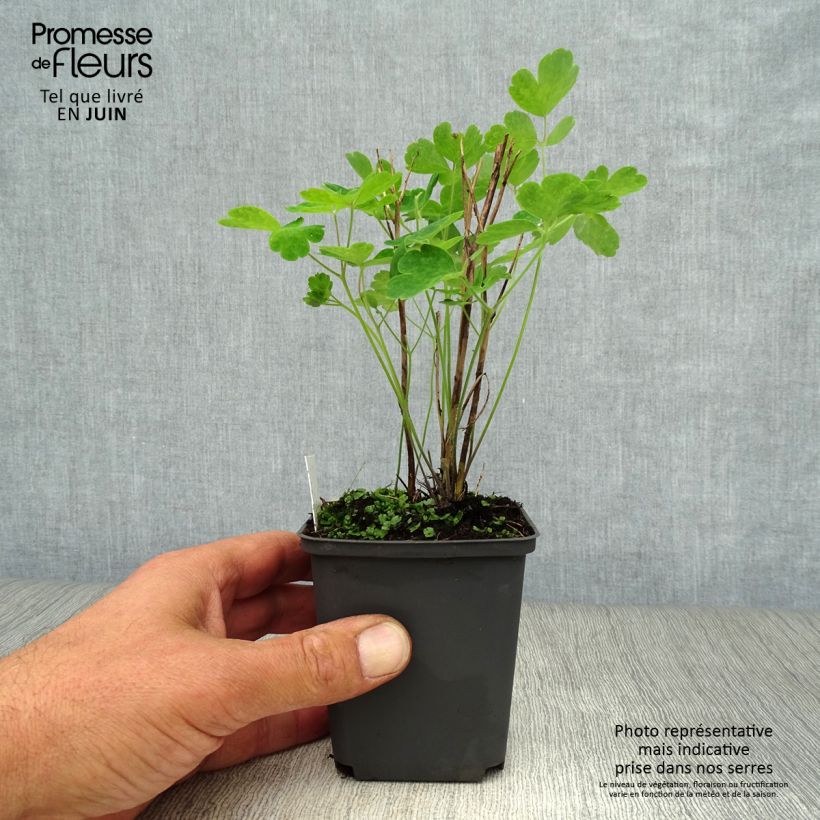 Aquilegia Winky Red-White - Columbine 8/9 cm pot sample as delivered in summer