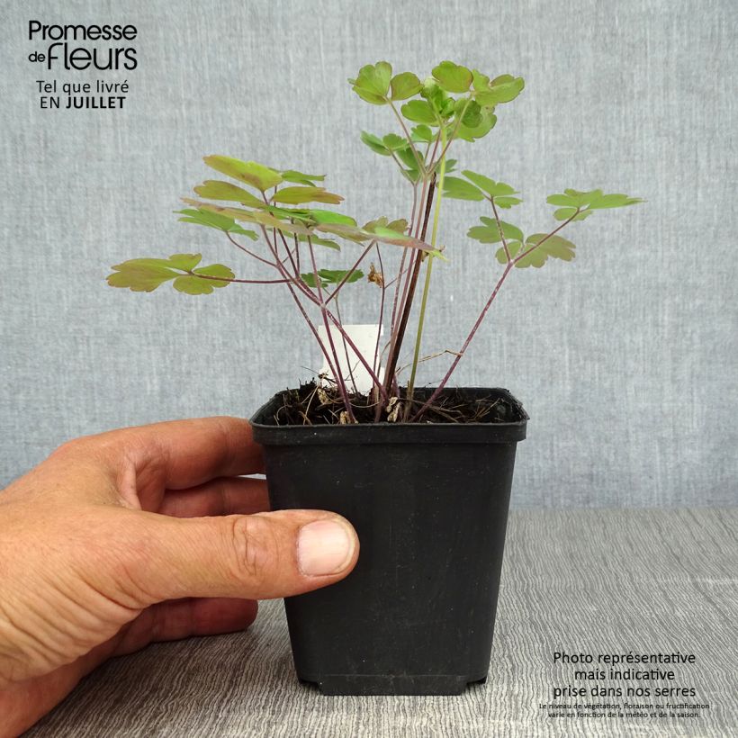 Aquilegia Winky Double Rose White - Columbine 8/9 cm pot sample as delivered in summer