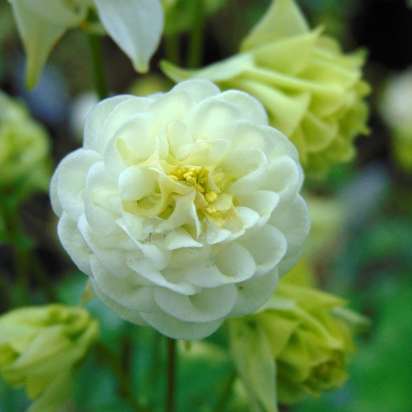 Aquilegia vulgaris Winky White and White - Columbine (Flowering)