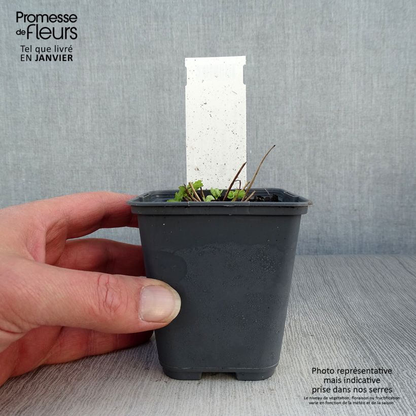 Aquilegia vulgaris Winky White and White - Columbine 8/9 cm pot sample as delivered in winter