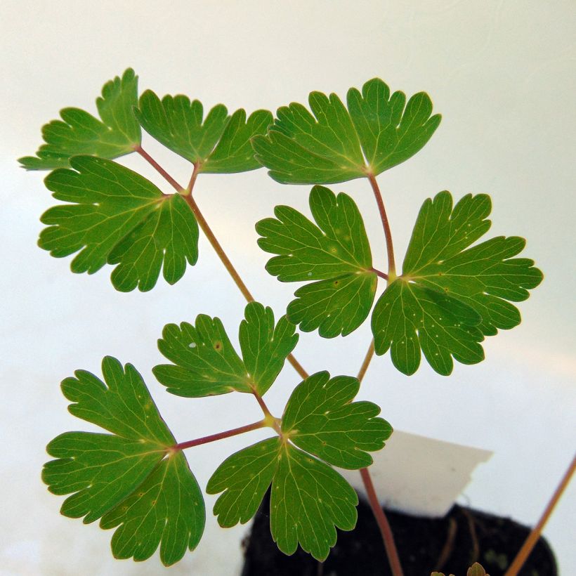 Aquilegia Snow Queen - Columbine (Foliage)