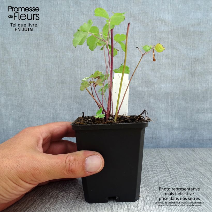 Aquilegia alpina - Columbine 8/9 cm pot sample as delivered in summer