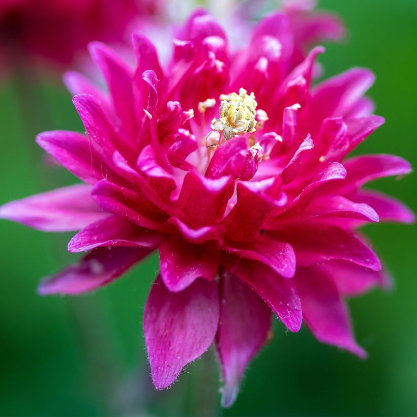 Aquilegia vulgaris Clementine Red - Columbine (Flowering)