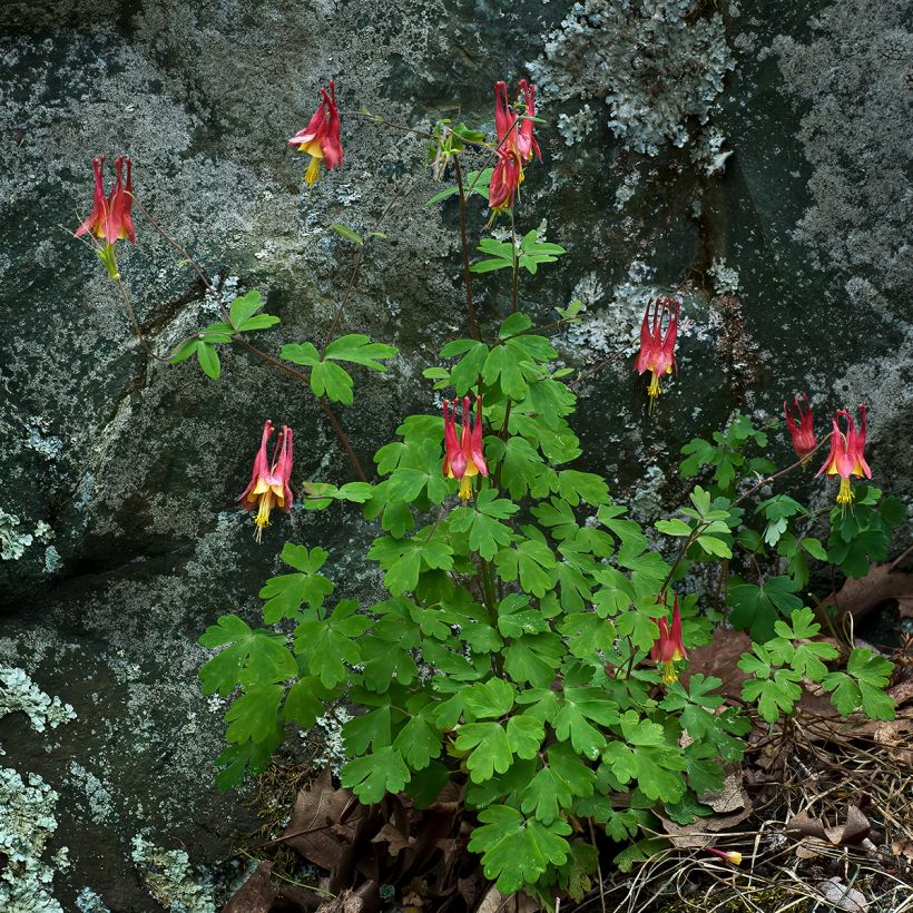 Aquilegia canadensis - Columbine (Plant habit)