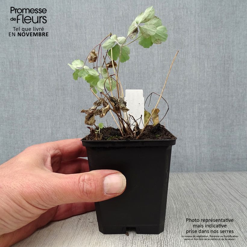 Aquilegia vulgaris var. stellata Black Barlow - Columbine 8/9 cm pot sample as delivered in autumn