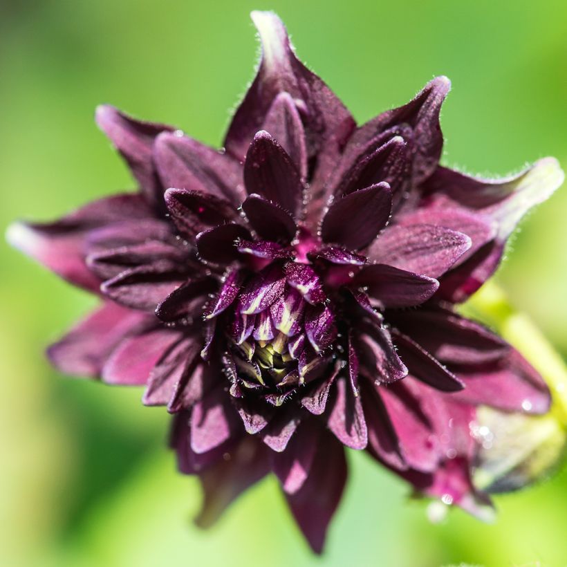 Aquilegia vulgaris var. stellata Black Barlow - Columbine (Flowering)