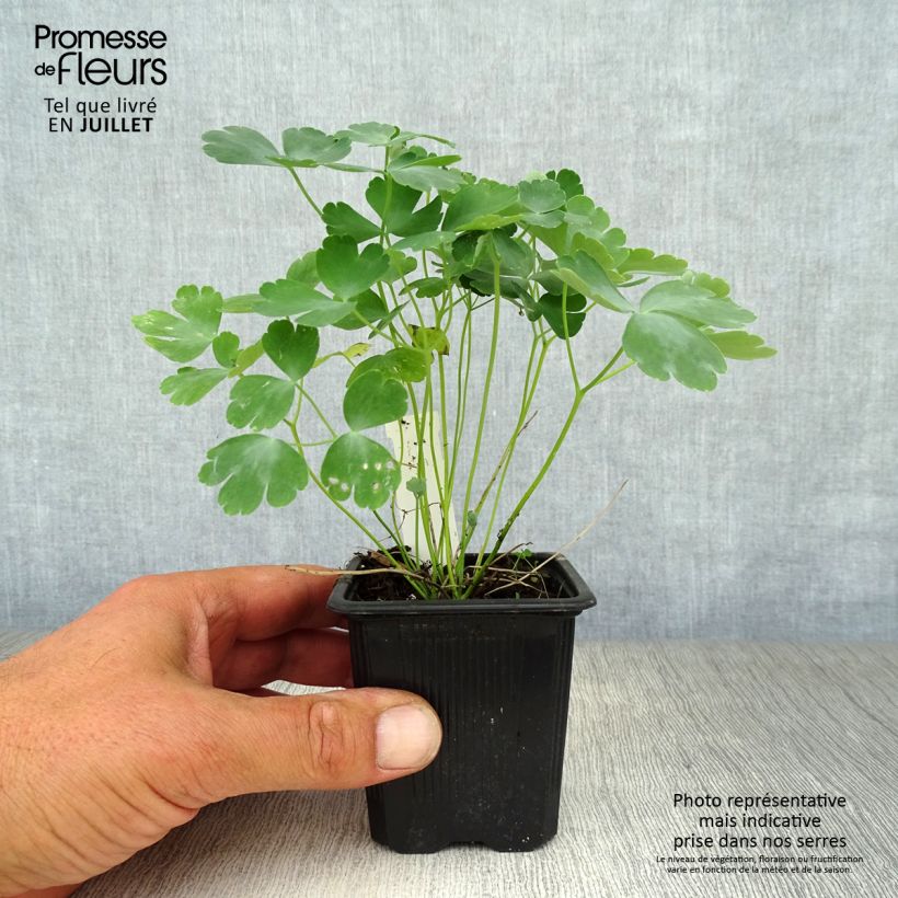 Aquilegia vulgaris Nora Barlow - Columbine 8/9 cm pot sample as delivered in summer
