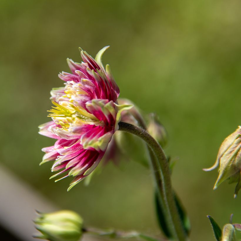 Aquilegia vulgaris Nora Barlow - Columbine (Flowering)