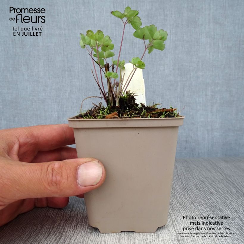 Aquilegia vulgaris var. stellata Rose Barlow - Columbine 8/9 cm pot sample as delivered in summer
