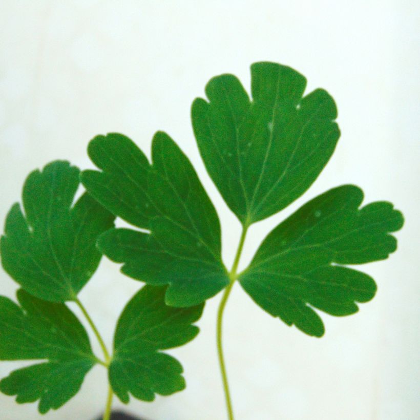 Aquilegia chrysantha Yellow Queen - Columbine (Foliage)