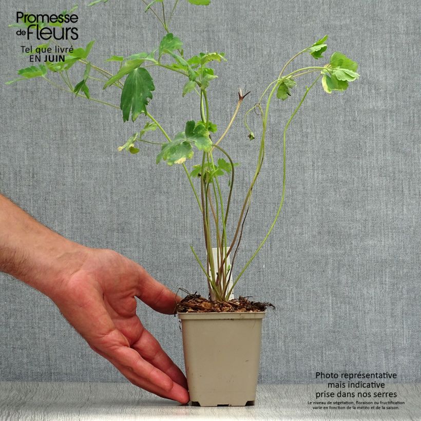 Aquilegia chrysantha Yellow Queen - Columbine 8/9 cm pot sample as delivered in summer