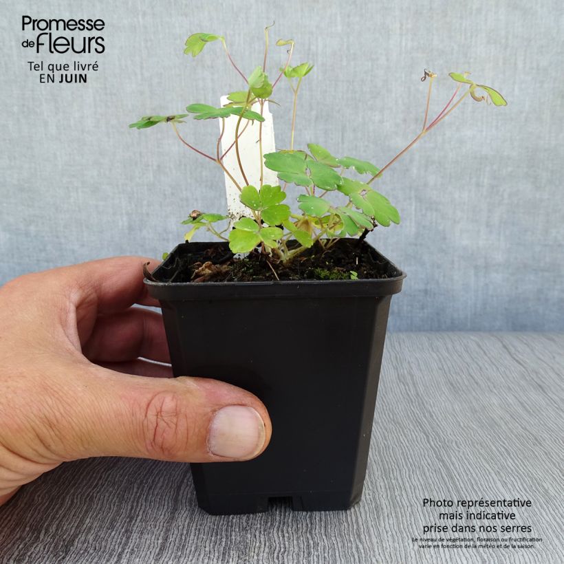 Aquilegia flabellata Ministar - Columbine 8/9 cm pot sample as delivered in summer