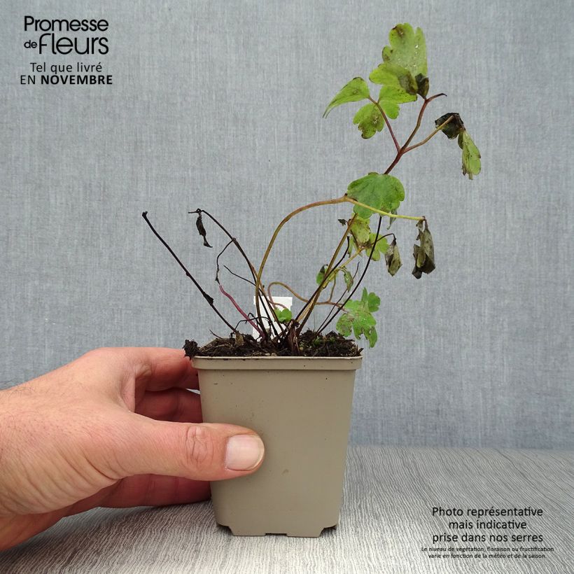 Aquilegia vulgaris Ruby Port - Columbine 8/9 cm pot sample as delivered in autumn